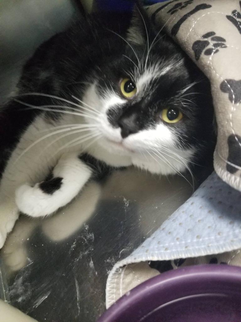 Enlarge Dash, a Adoptable mixed breed in New Manchester, WV image 4/6