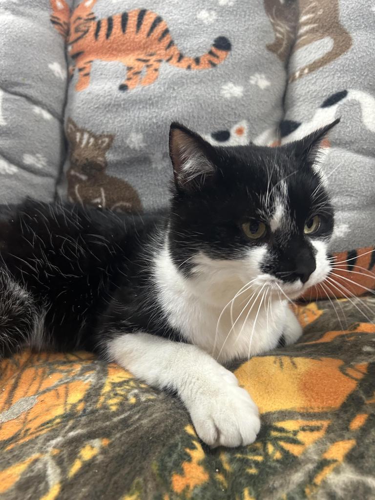 Enlarge Dash, a Adoptable mixed breed in New Manchester, WV image 5/6