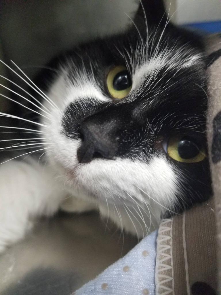 Enlarge Dash, a Adoptable mixed breed in New Manchester, WV image 6/6