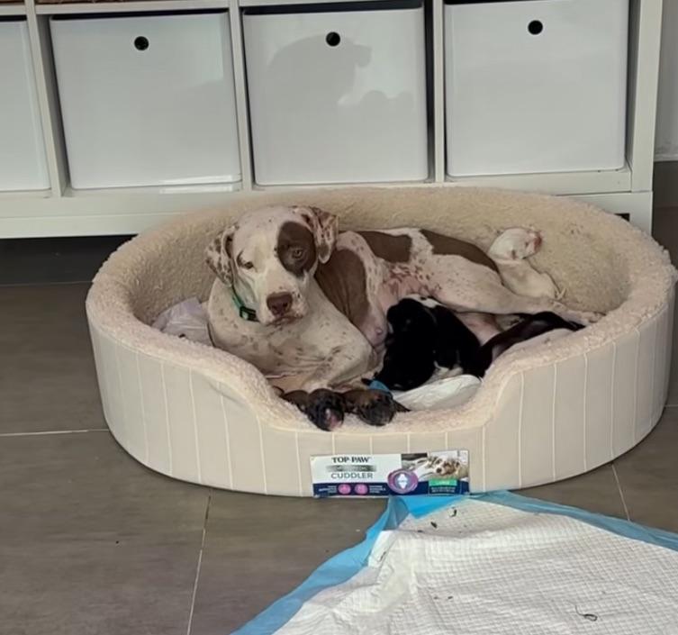 Darla - The Deserving Momma, an adoption pending mixed breed in HARTFORD, CT image 2/6