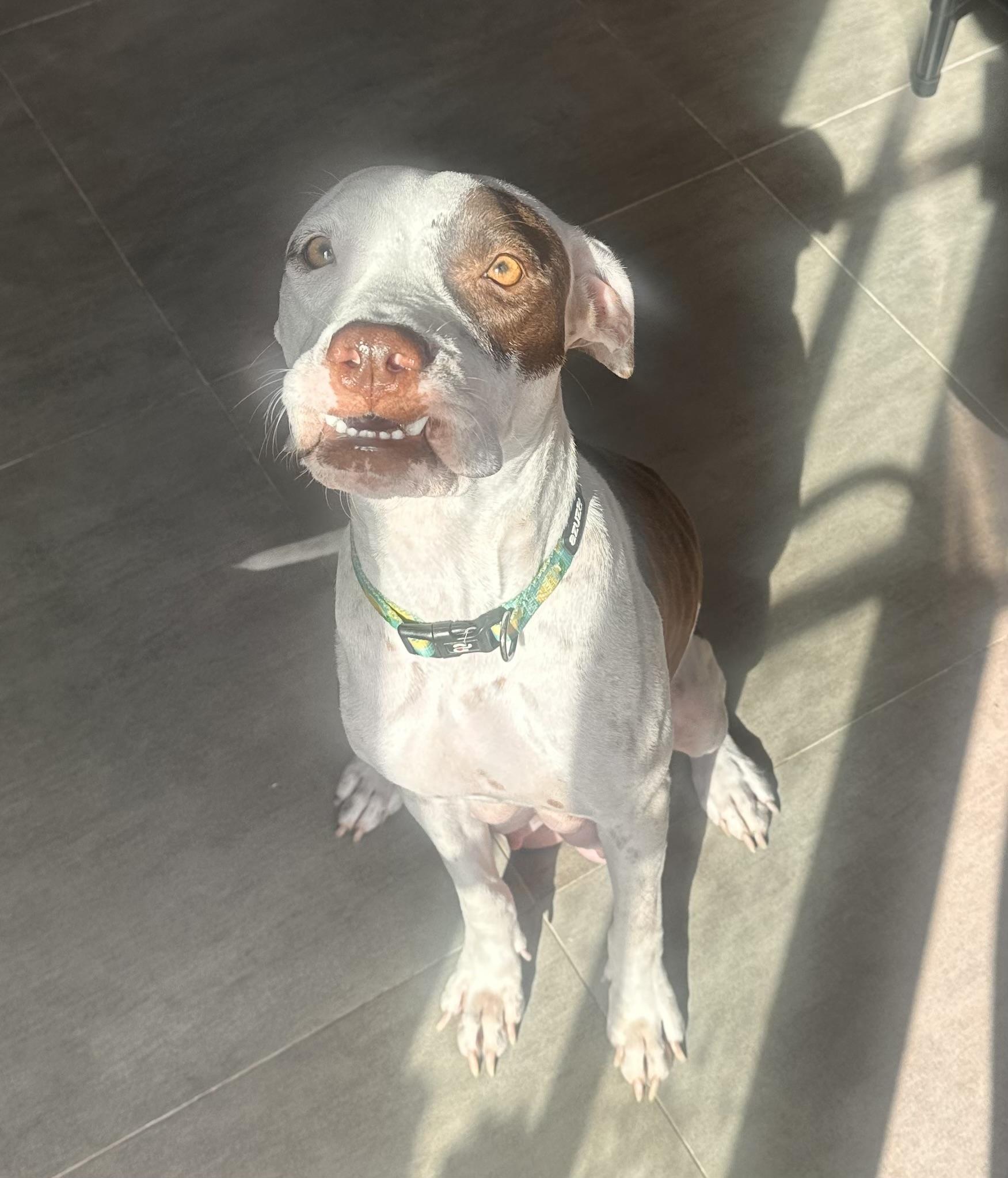 Darla - The Deserving Momma, an adoption pending mixed breed in HARTFORD, CT image 4/6