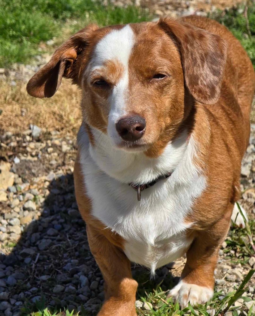 Enlarge Daphne, a ADOPTABLE mixed breed in Ross, OH image 1/2