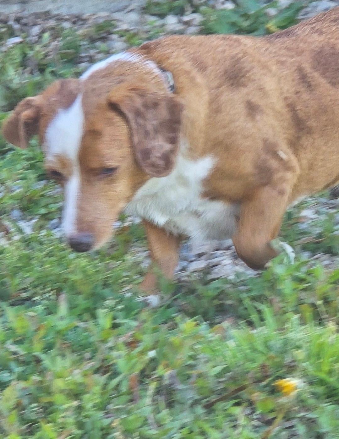 Enlarge Daphne, a ADOPTABLE mixed breed in Ross, OH image 2/2