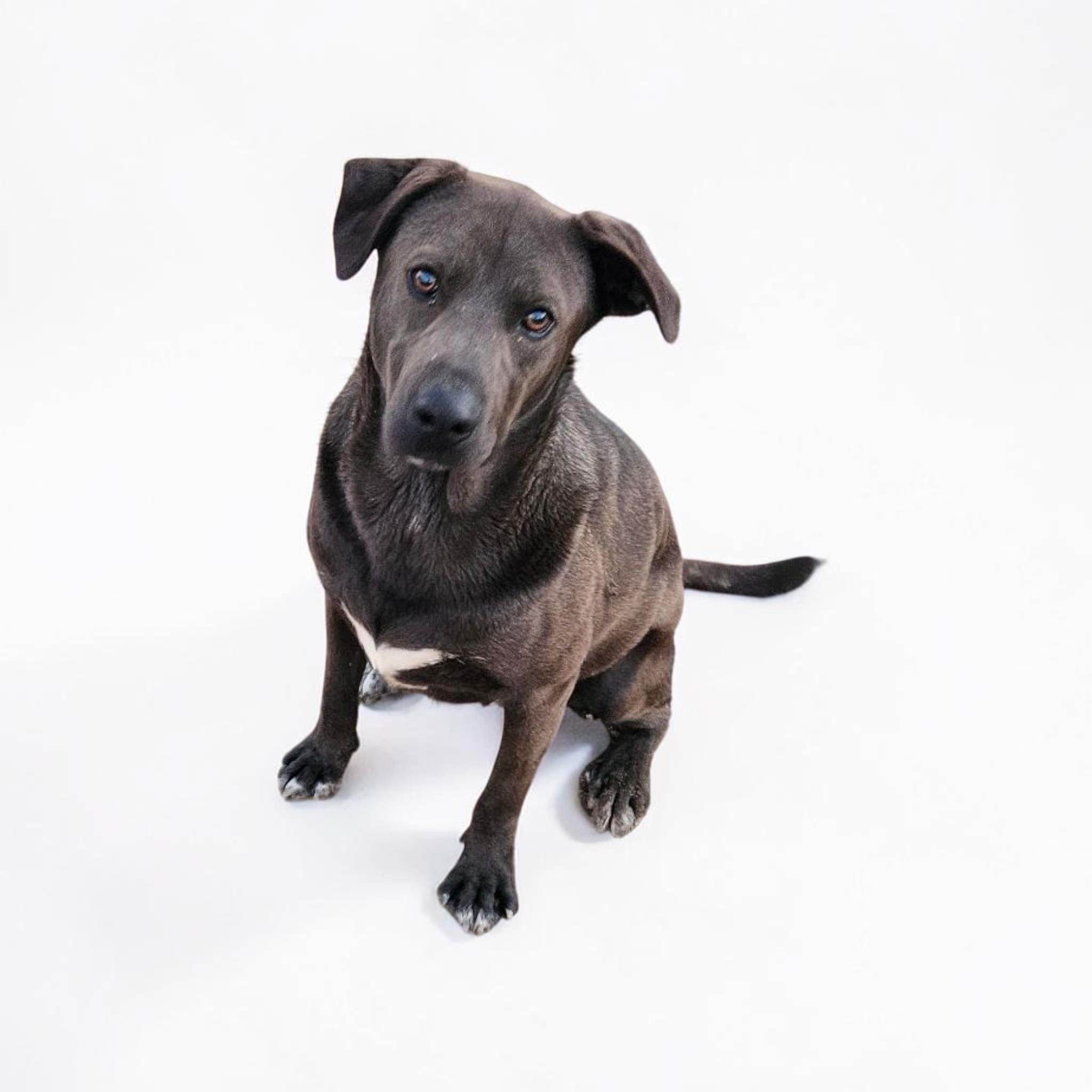 Enlarge Wally , a ADOPTABLE mixed breed in Bellingham, WA image 5/6
