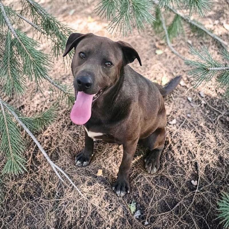 Enlarge Wally , a ADOPTABLE mixed breed in Bellingham, WA image 4/6