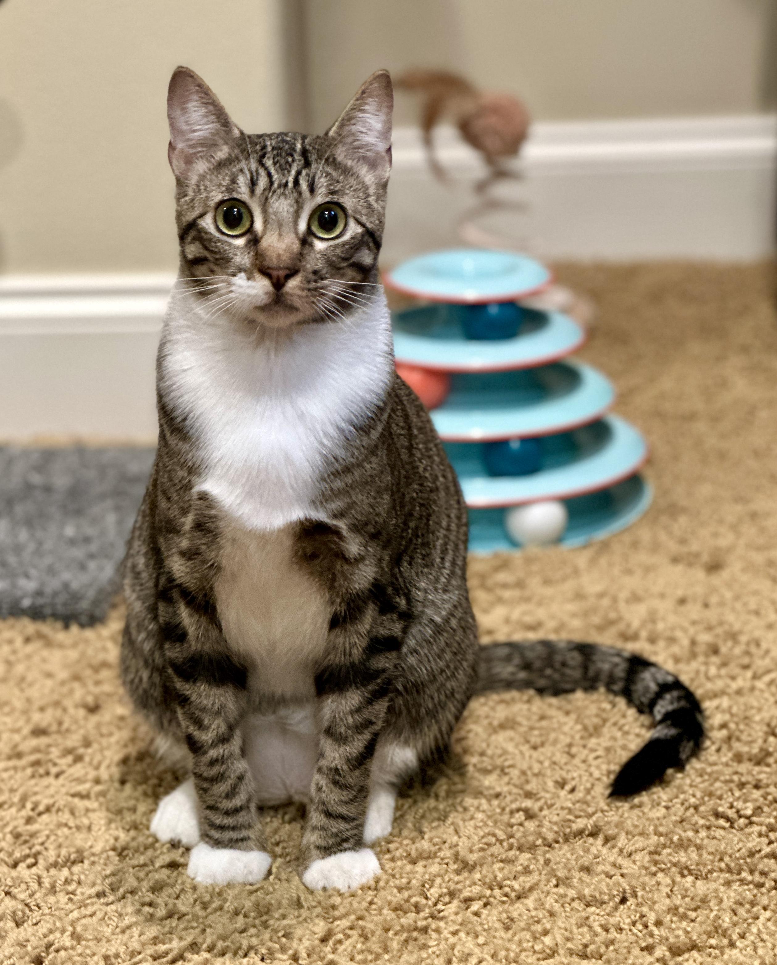 Enlarge Marty, a Adoptable Tabby in San Juan Capistrano, CA image 2/4