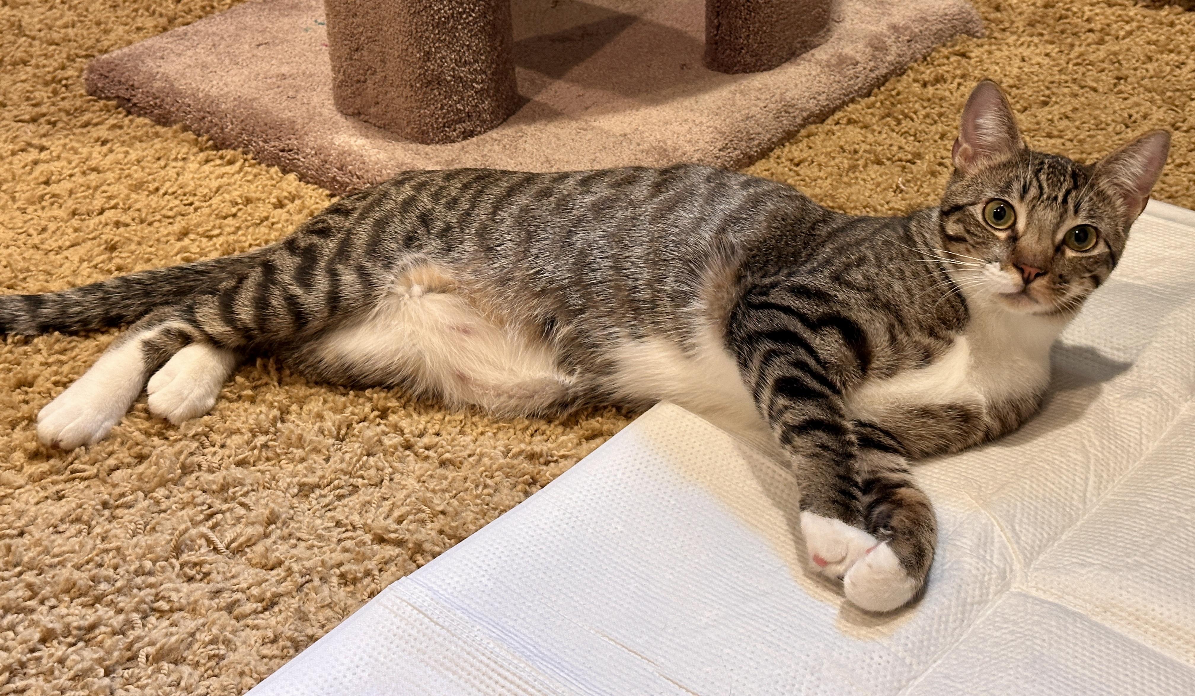 Enlarge Marty, a Adoptable Tabby in San Juan Capistrano, CA image 4/4