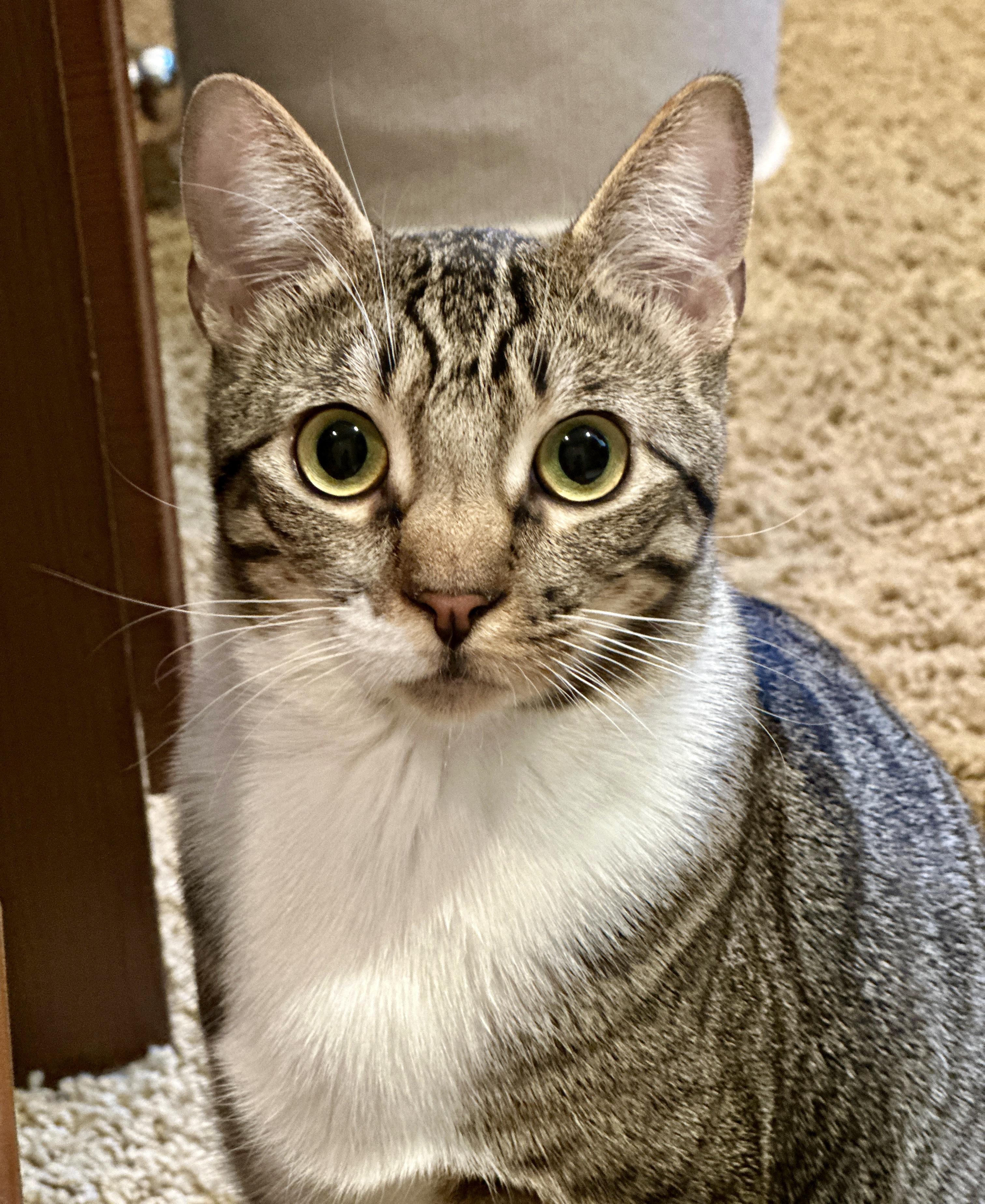 Marty, Adoptable, Young Male Tabby.