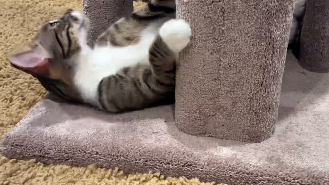 Enlarge Marty, a Adoptable Tabby in San Juan Capistrano, CA video 3/4
