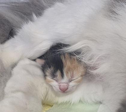 Enlarge Sweetstuff, a Adoptable mixed breed in Simcoe, ON image 1/1