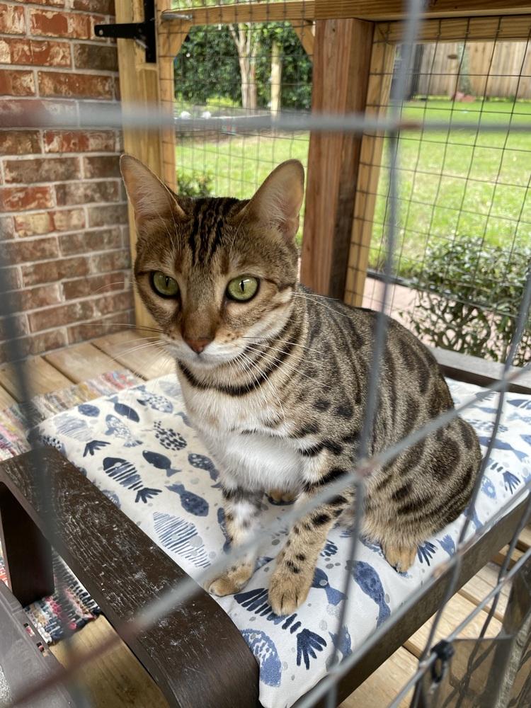 Enlarge Lilly, a Adoptable Bengal in Saint Augustine, FL image 1/3