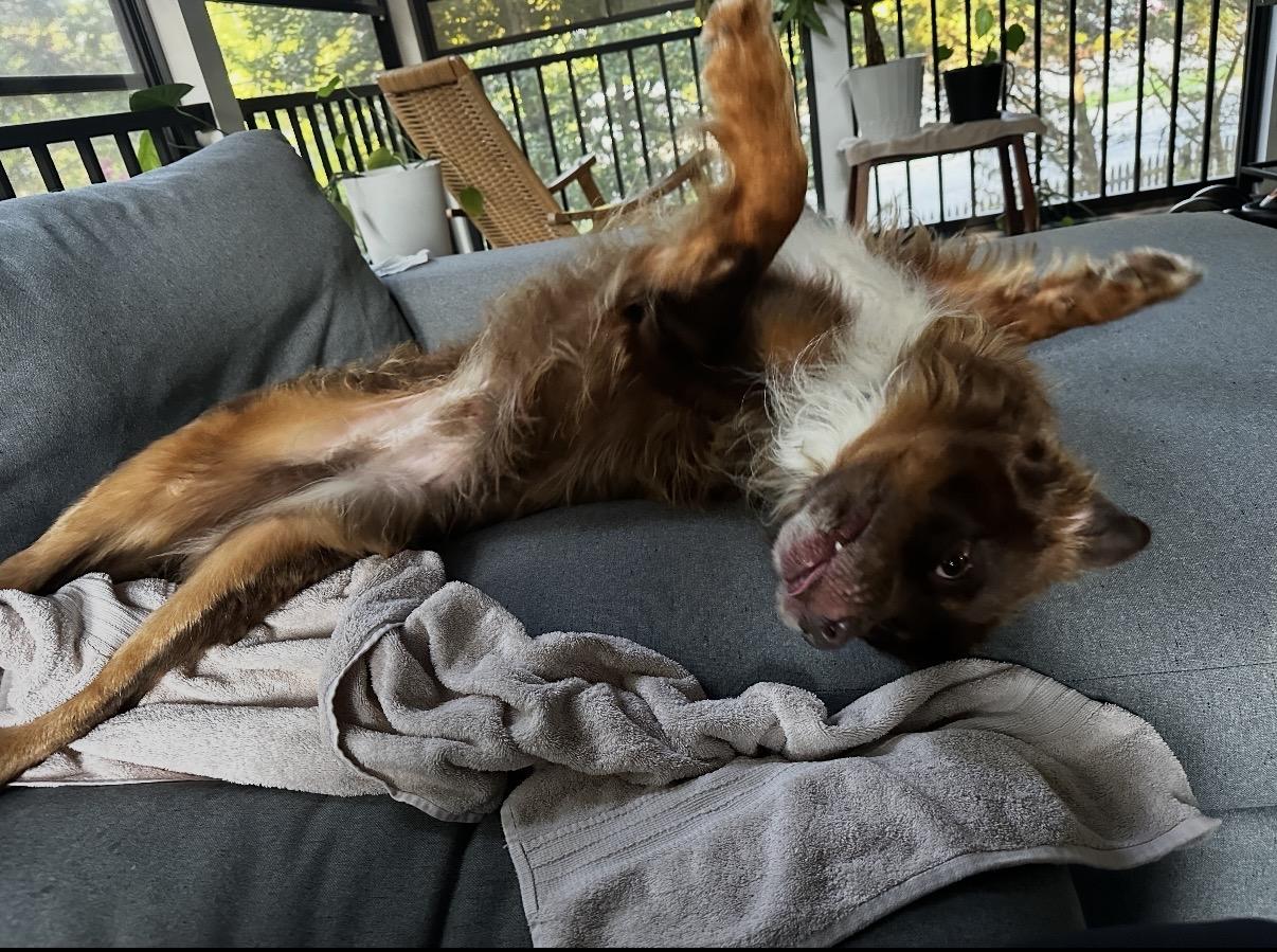 Enlarge Louie, a ADOPTABLE Australian Shepherd in Alexandria, VA image 3/6