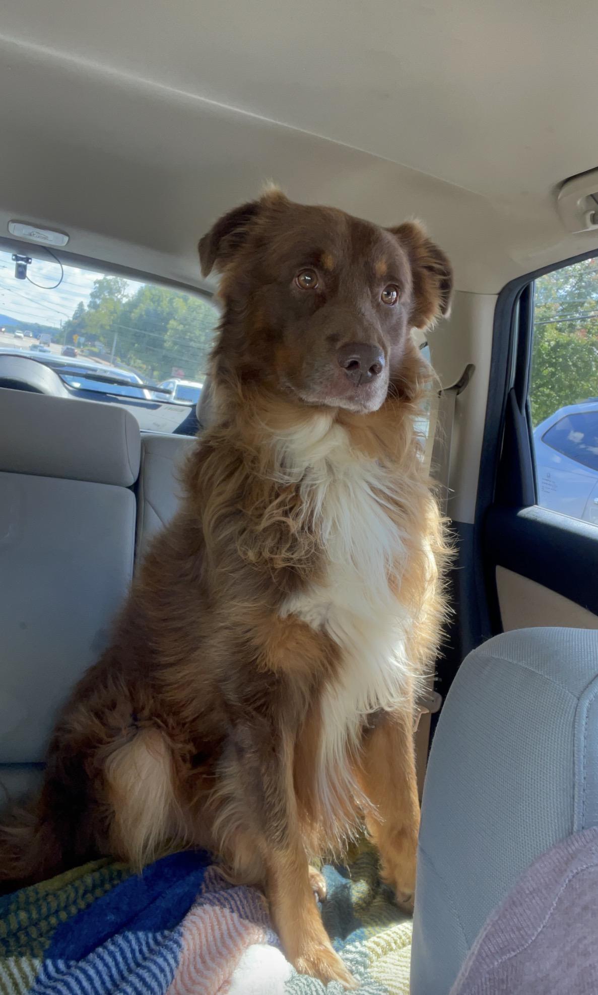 Enlarge Louie, a ADOPTABLE Australian Shepherd in Alexandria, VA image 5/6