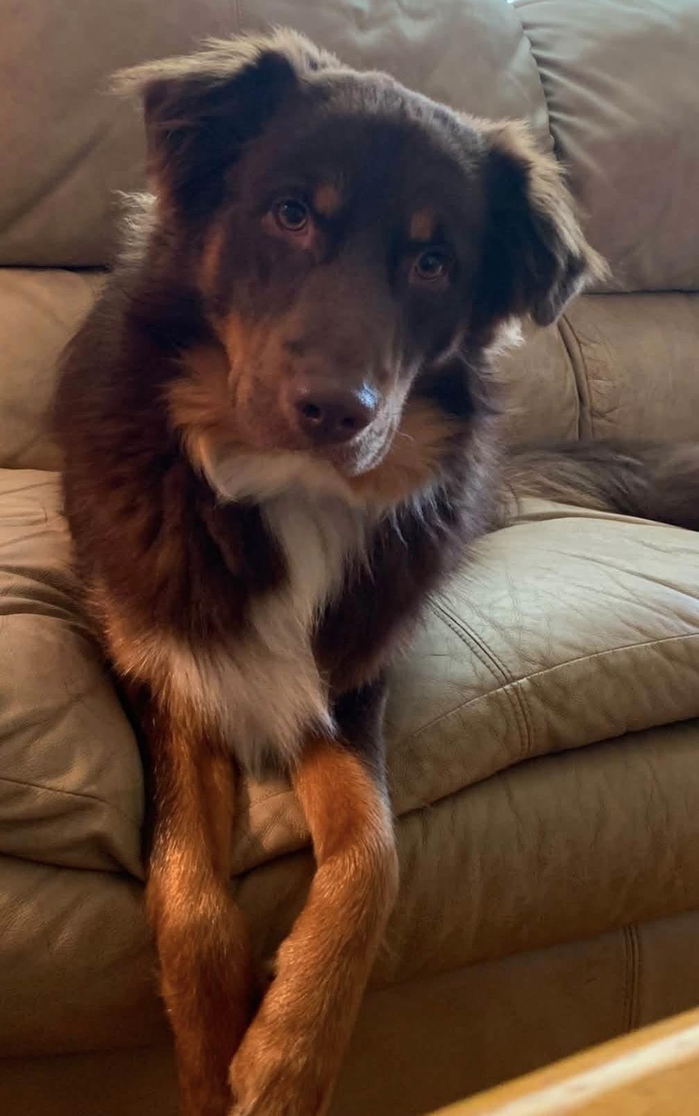 Louie, a ADOPTABLE Australian Shepherd in Alexandria, VA image 2/2