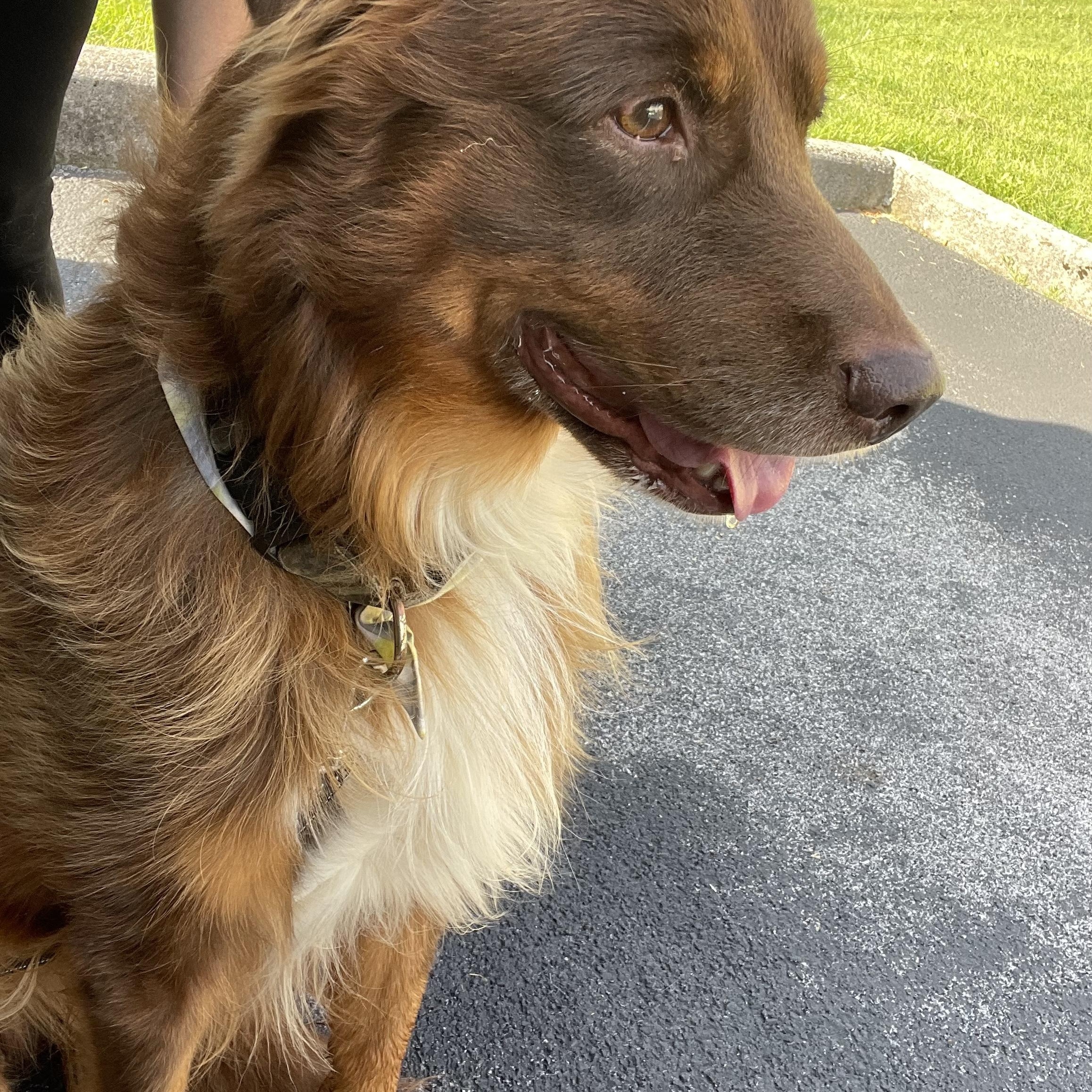 Enlarge Louie, a ADOPTABLE Australian Shepherd in Alexandria, VA image 4/6