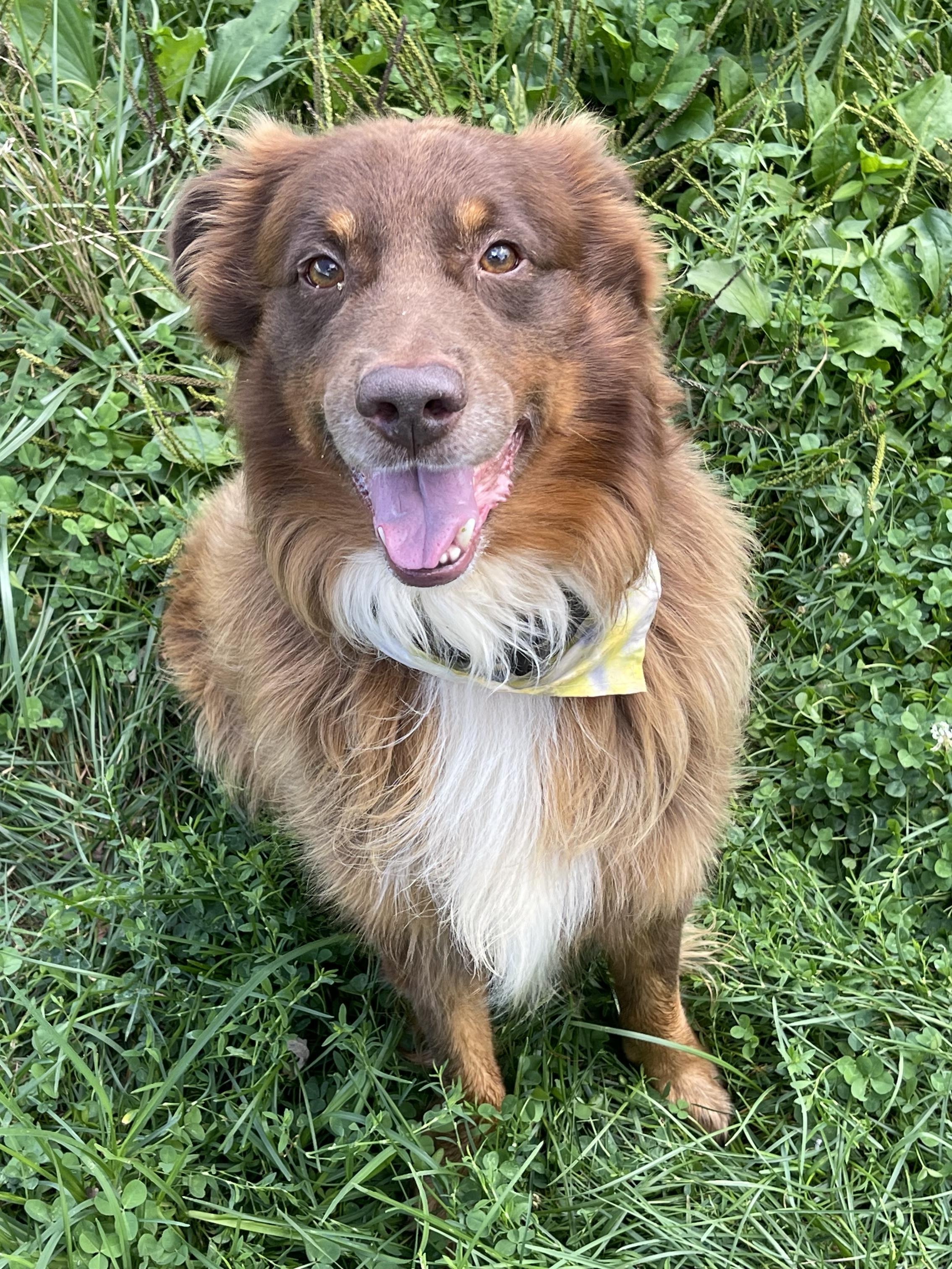Enlarge Louie, a ADOPTABLE Australian Shepherd in Alexandria, VA image 1/6