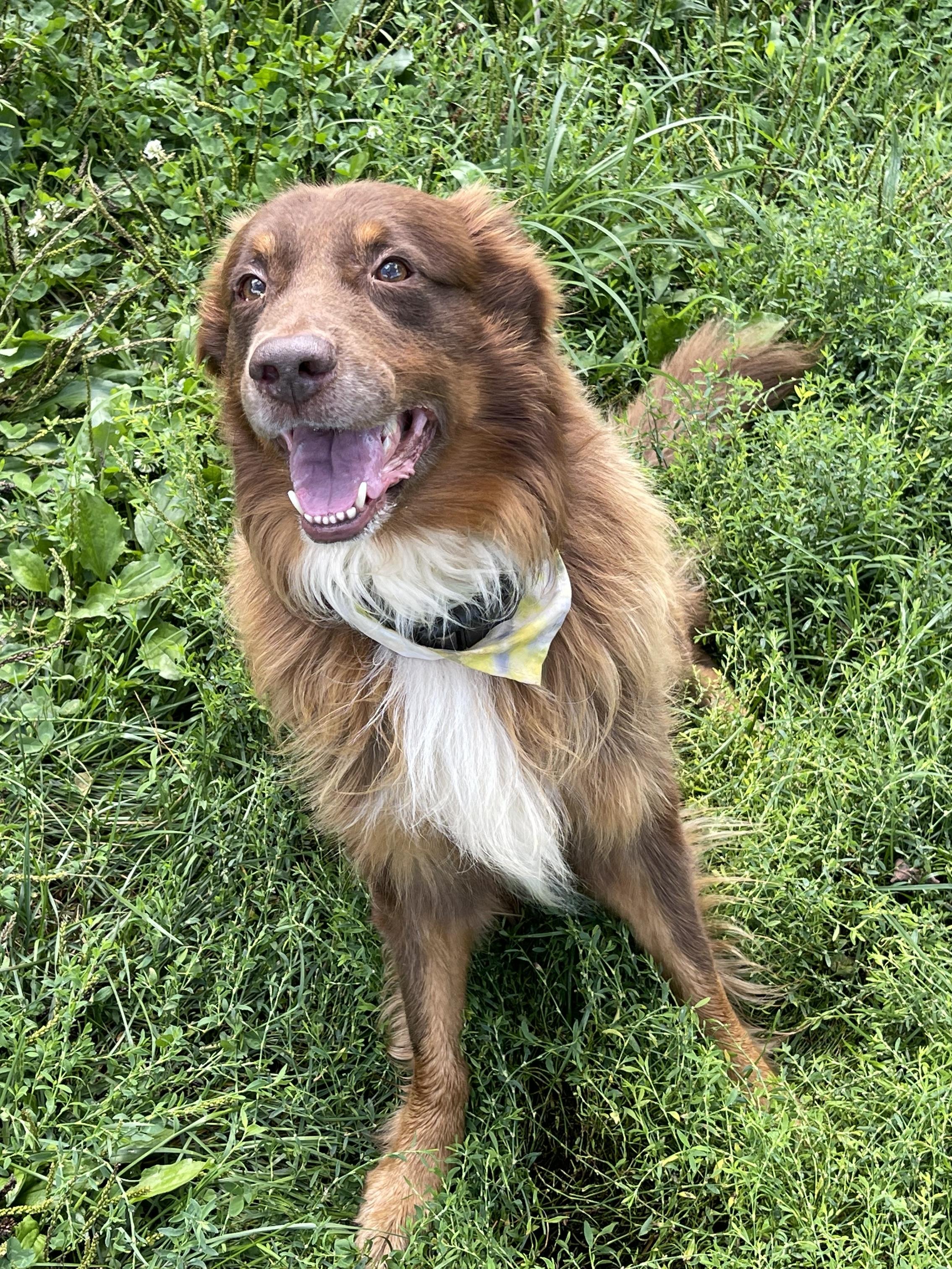 Enlarge Louie, a ADOPTABLE Australian Shepherd in Alexandria, VA image 2/6