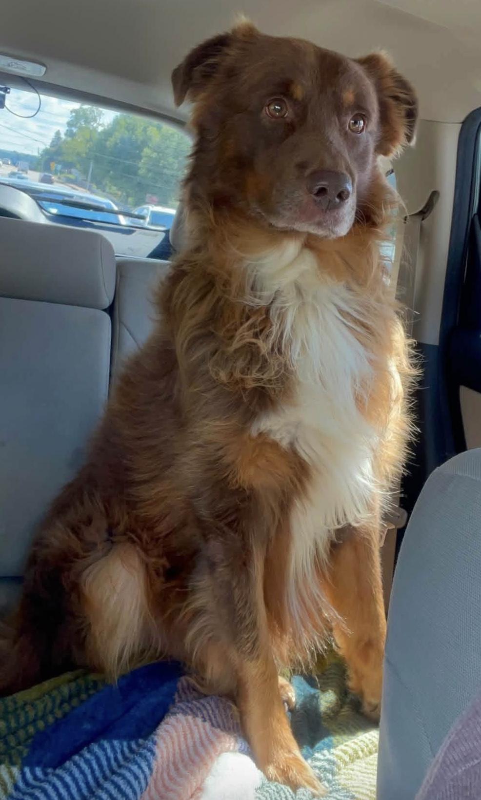 Louie, ADOPTABLE, Adult Male Australian Shepherd.