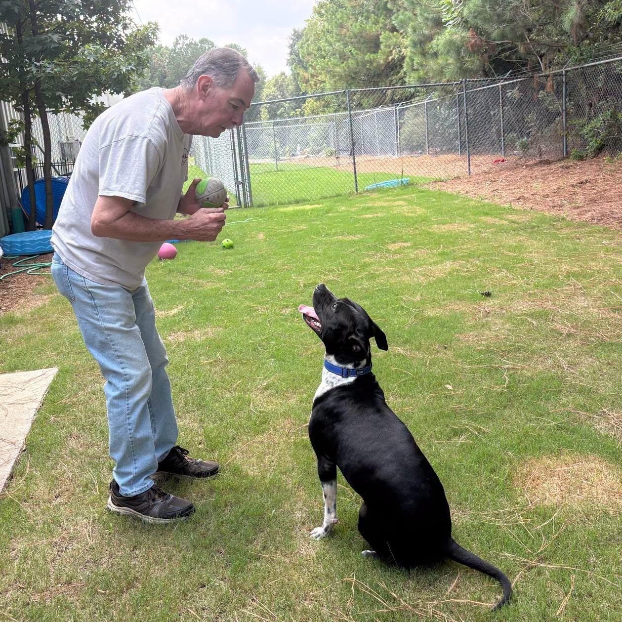 Juno, an adopted Mixed Breed in North Augusta, SC image 4/6