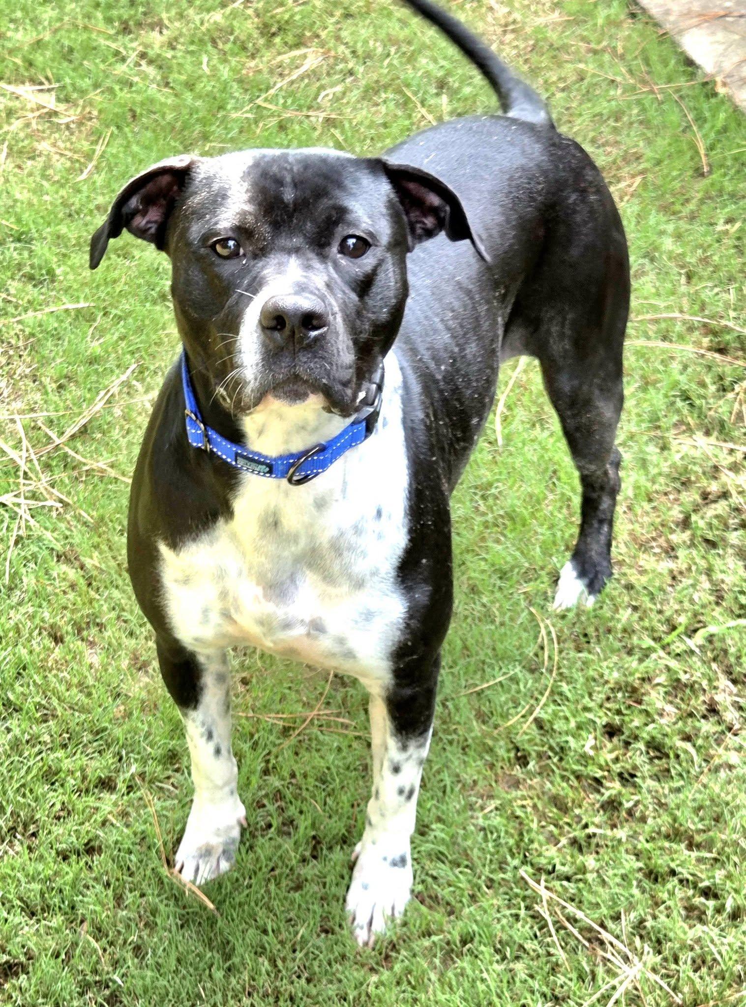 Juno, an adopted Mixed Breed in North Augusta, SC image 3/6