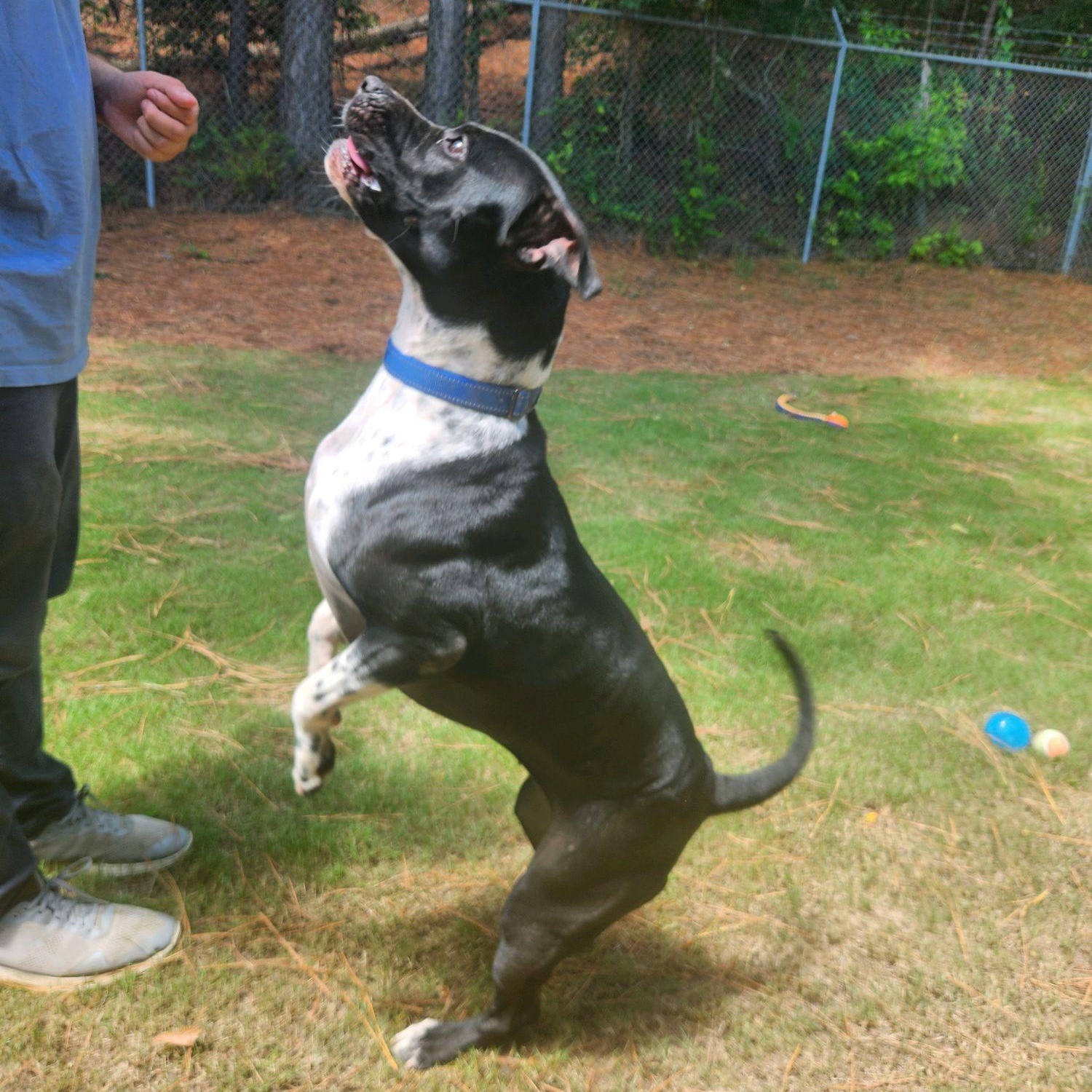 Juno, an adopted Mixed Breed in North Augusta, SC image 5/6