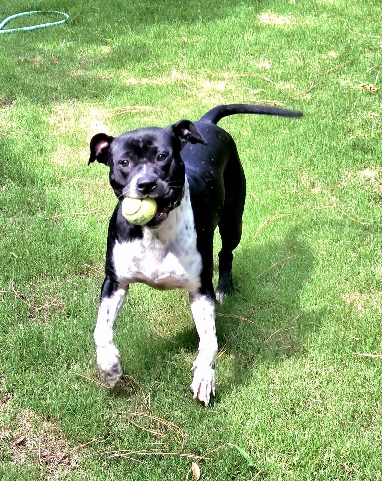 Juno, adopted, Adult Female Mixed Breed.