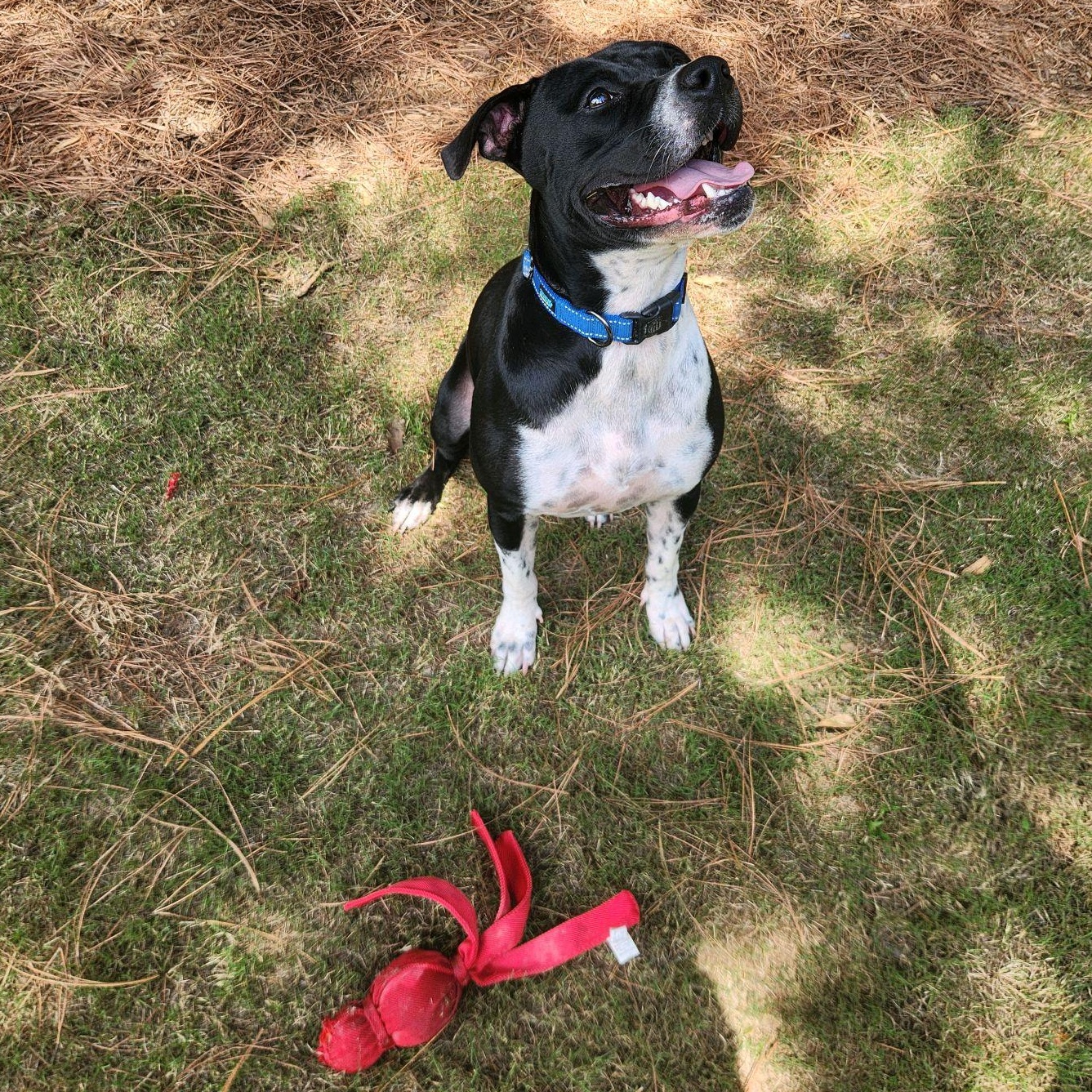 Juno, an adopted Mixed Breed in North Augusta, SC image 2/6