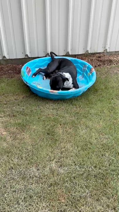 Enlarge Juno, an adopted Mixed Breed in North Augusta, SC video 6/6
