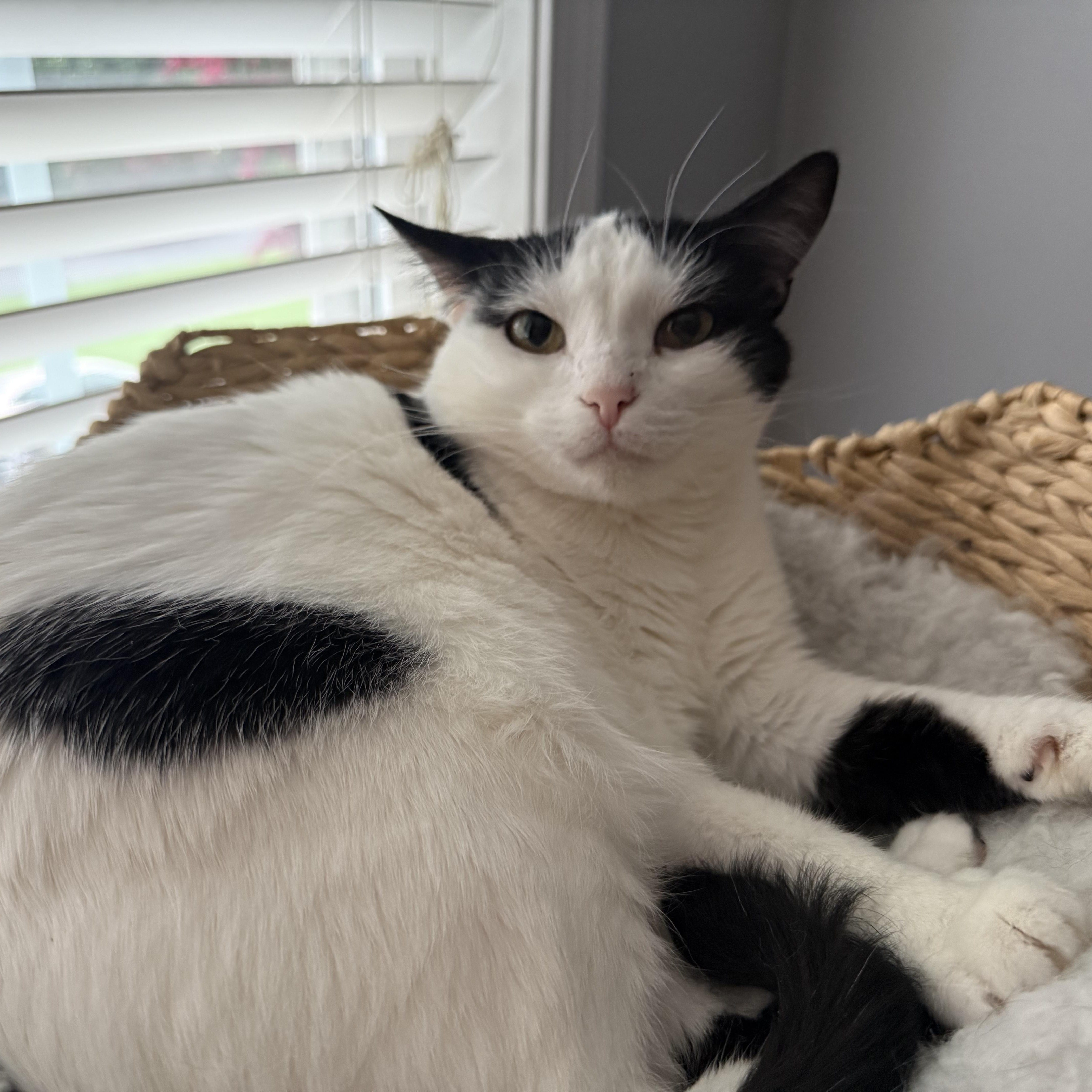 Lucy, adopted, Adult Female American Shorthair.