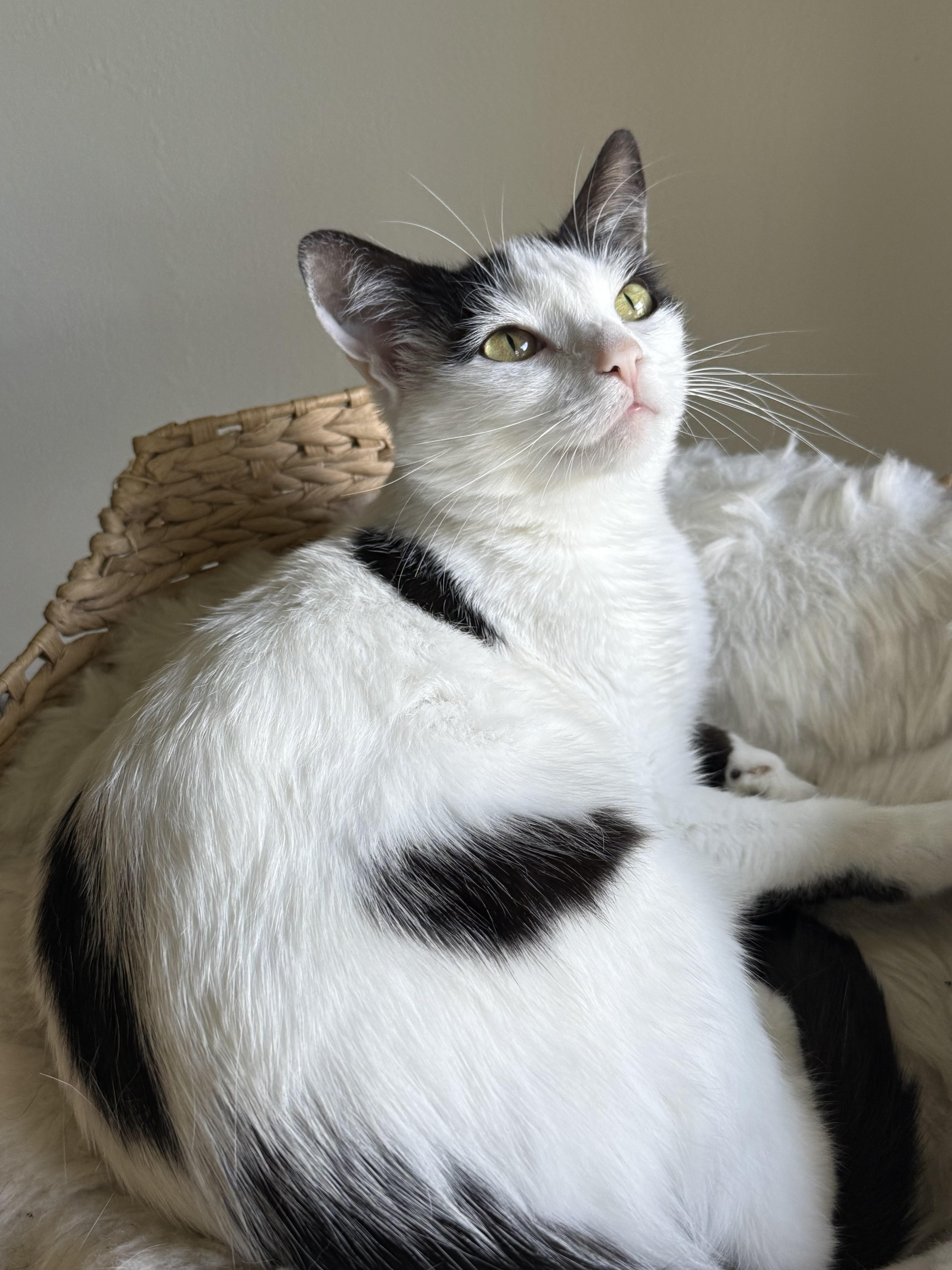 Lucy, an adopted American Shorthair in Hickory, NC image 4/5