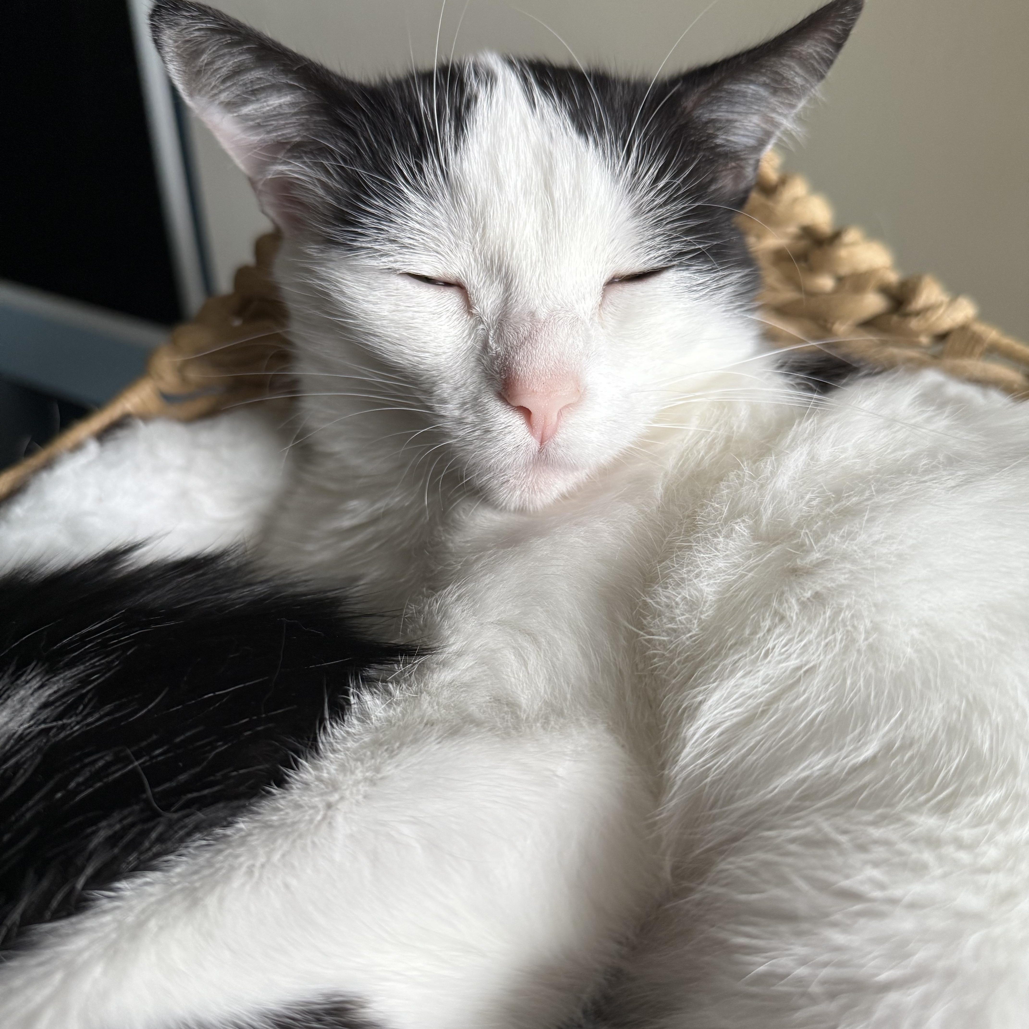 Lucy, an adopted American Shorthair in Hickory, NC image 2/5