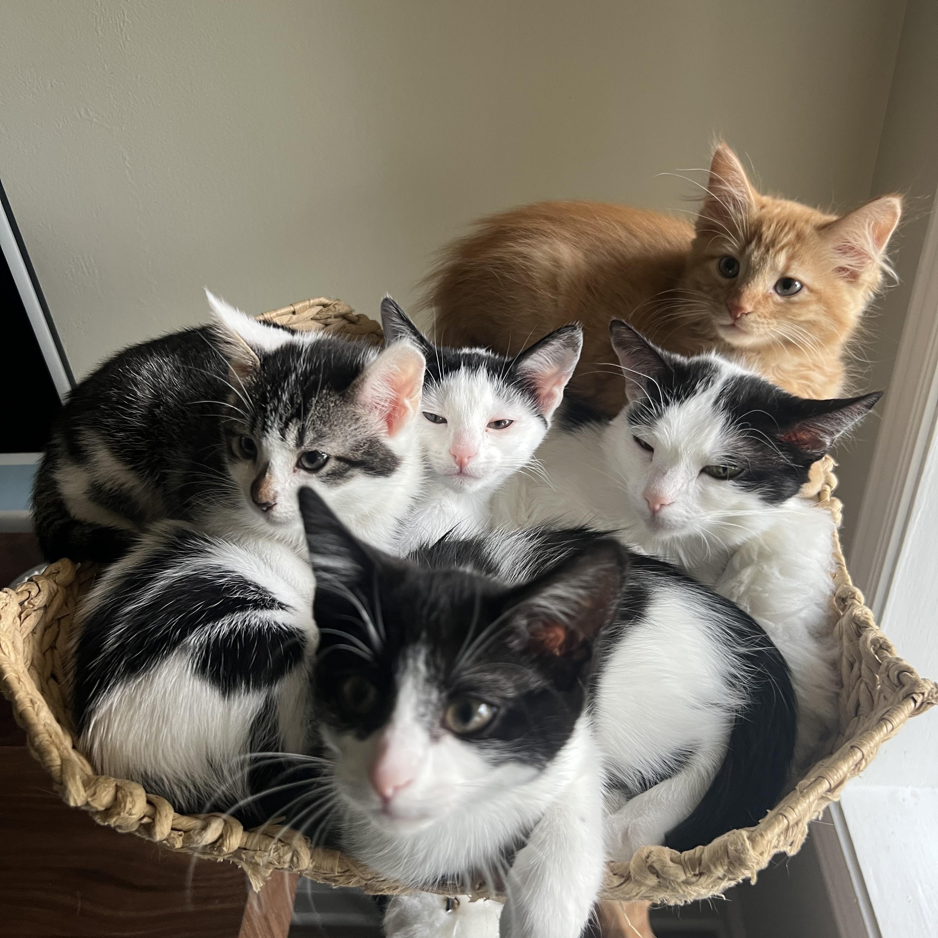 Lucy, an adopted American Shorthair in Hickory, NC image 5/5