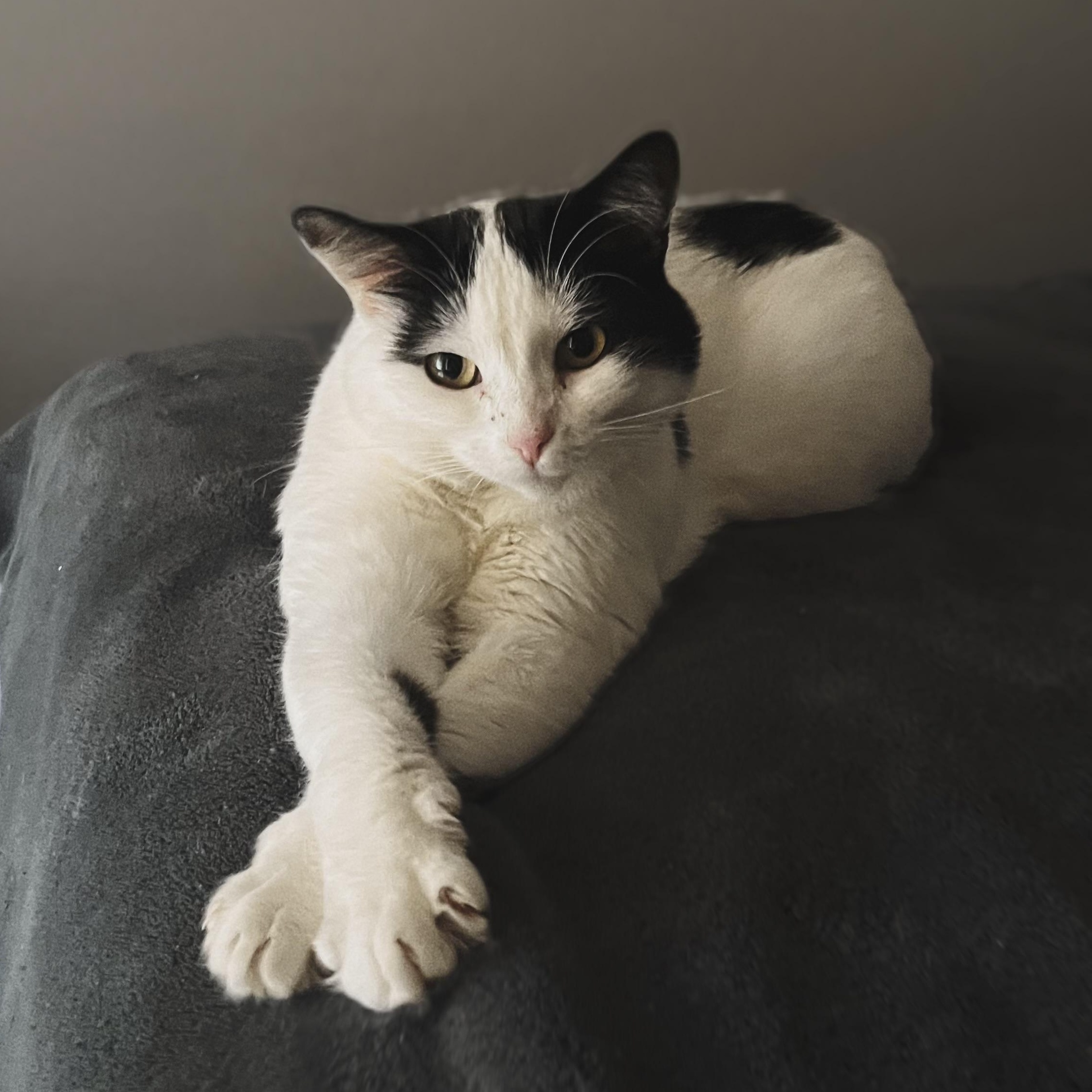 Lucy, an adopted American Shorthair in Hickory, NC image 3/5