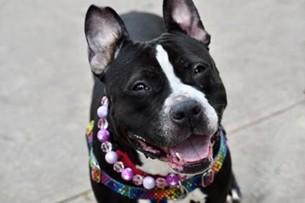MATILDA, ADOPTABLE, Young Female American Staffordshire Terrier.