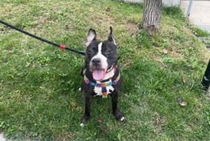 Enlarge MATILDA, a ADOPTABLE mixed breed in Huntington, NY image 2/2