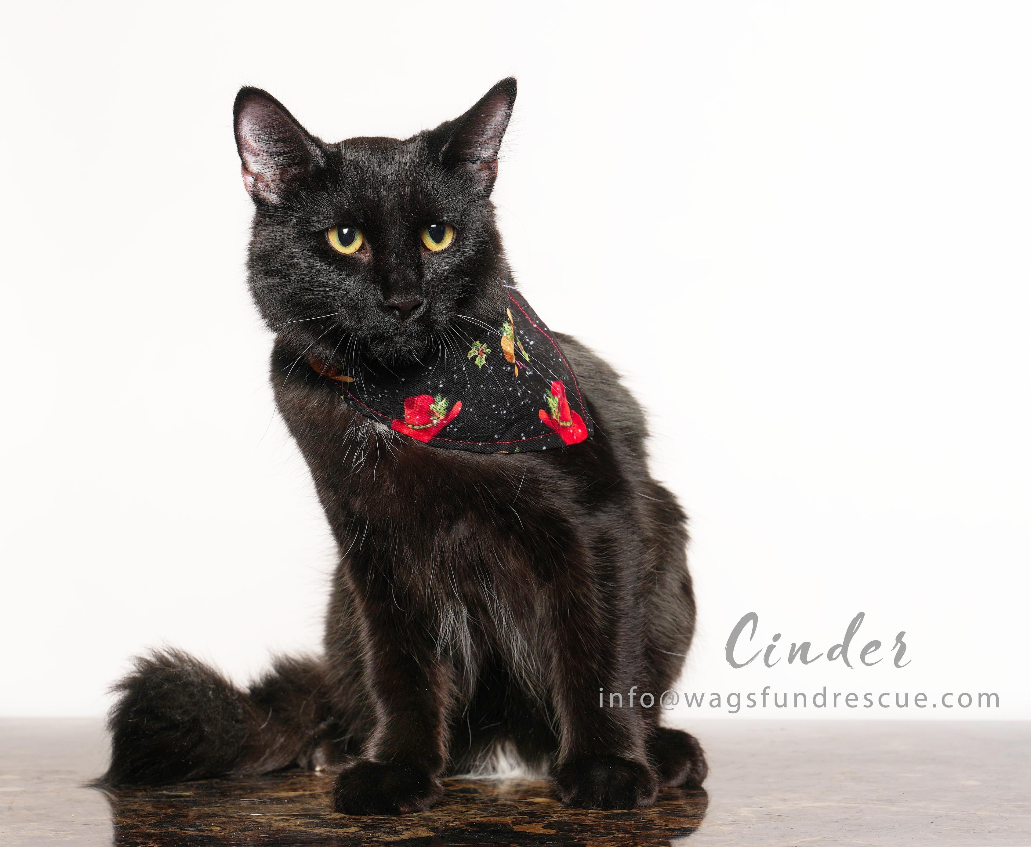 Enlarge Cinder, a ADOPTABLE Domestic Long Hair in Houston, TX image 2/3