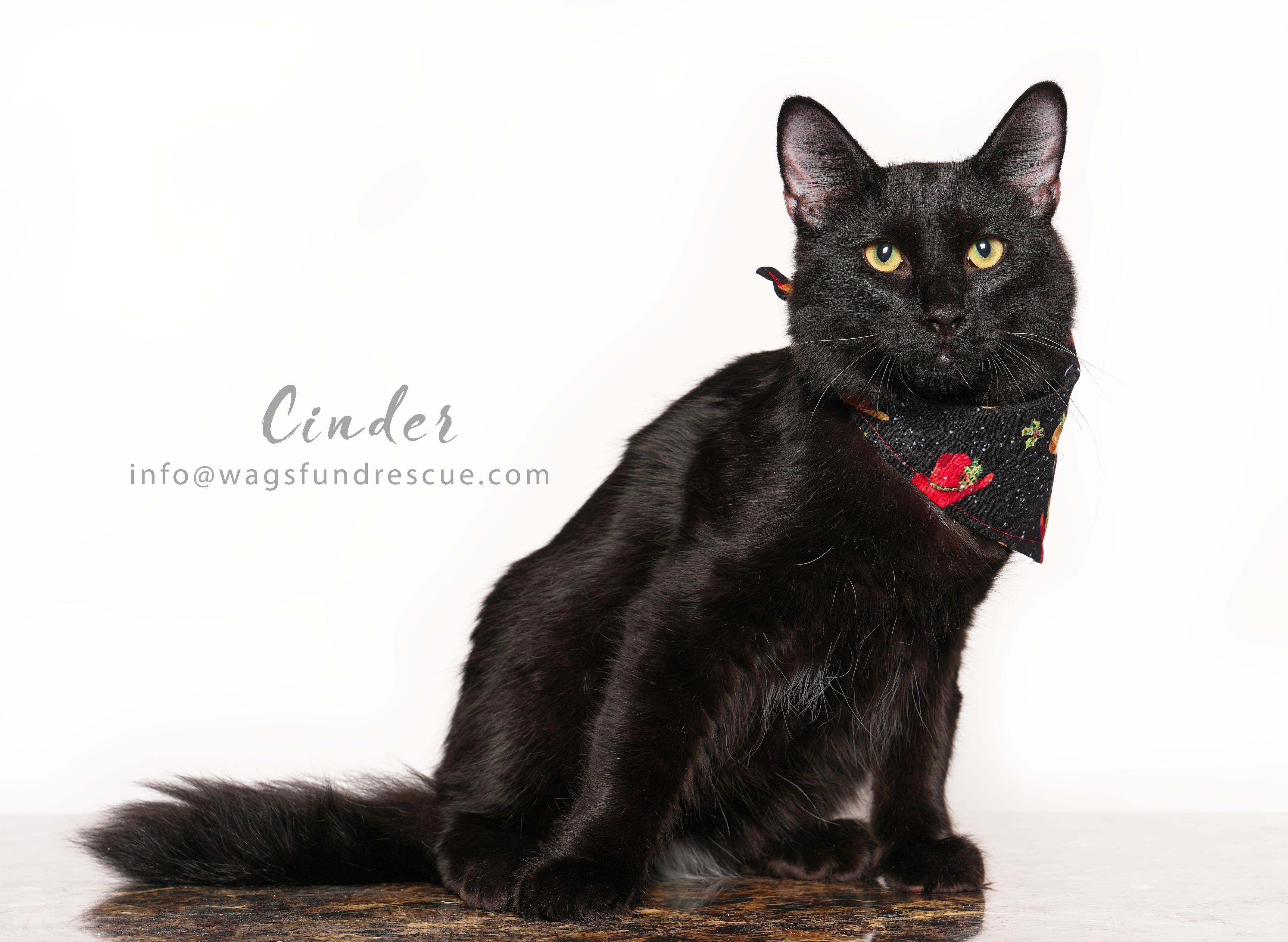 Enlarge Cinder, a ADOPTABLE Domestic Long Hair in Houston, TX image 1/3