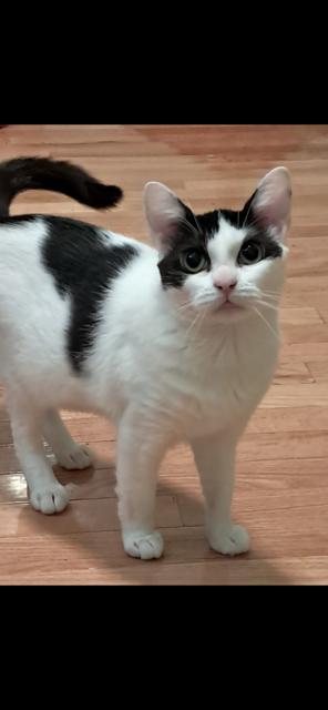 Maddie, Young Female Domestic Short Hair