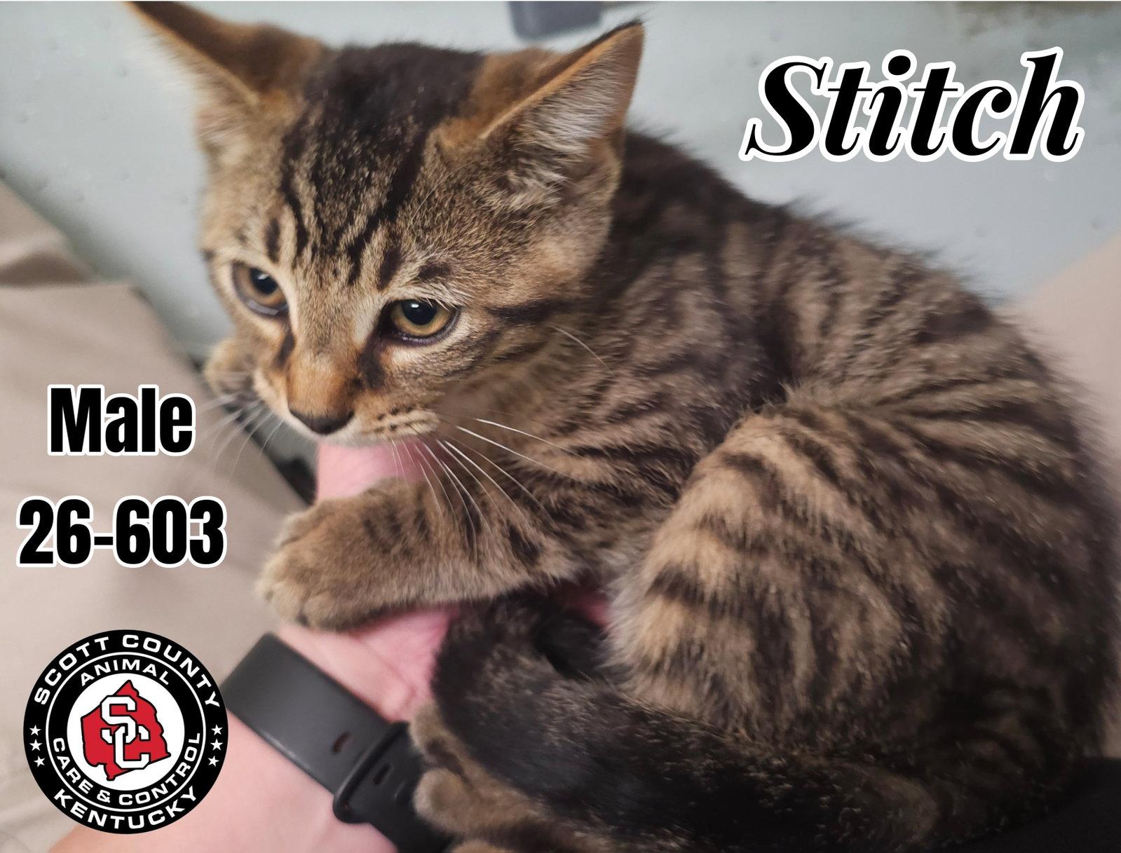 Enlarge Stitch, a Adoptable Domestic Short Hair in Georgetown, KY image 1/1