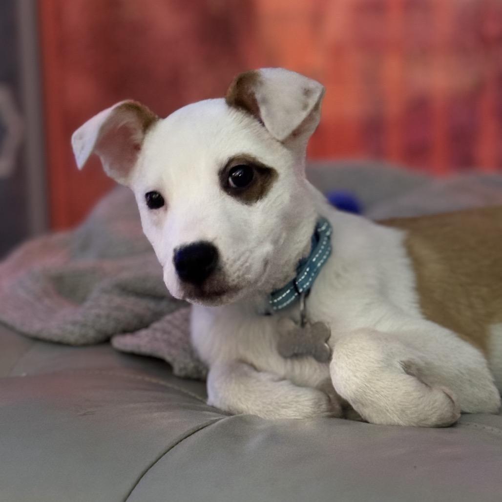 Enlarge DONNER, a ADOPTABLE mixed breed in La Grange, KY image 2/6