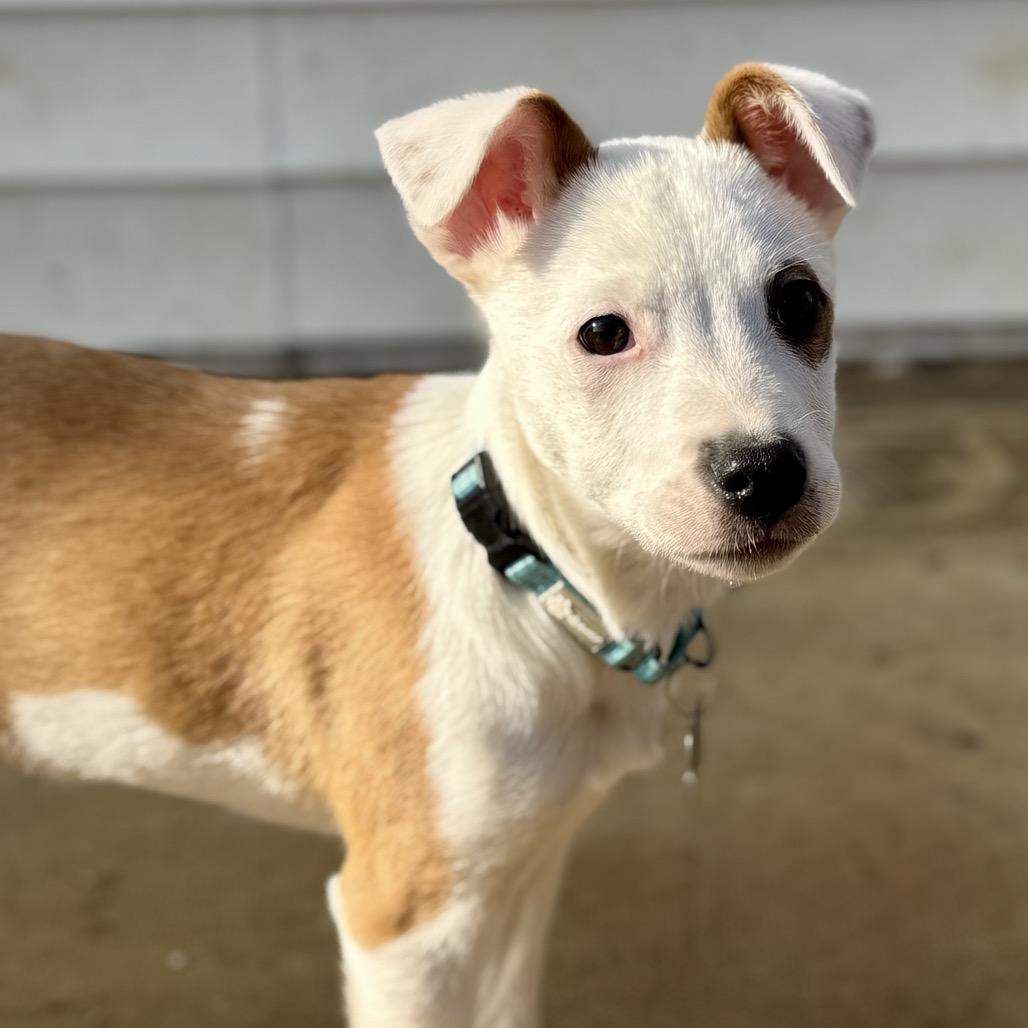 Enlarge DONNER, a ADOPTABLE mixed breed in La Grange, KY image 6/6
