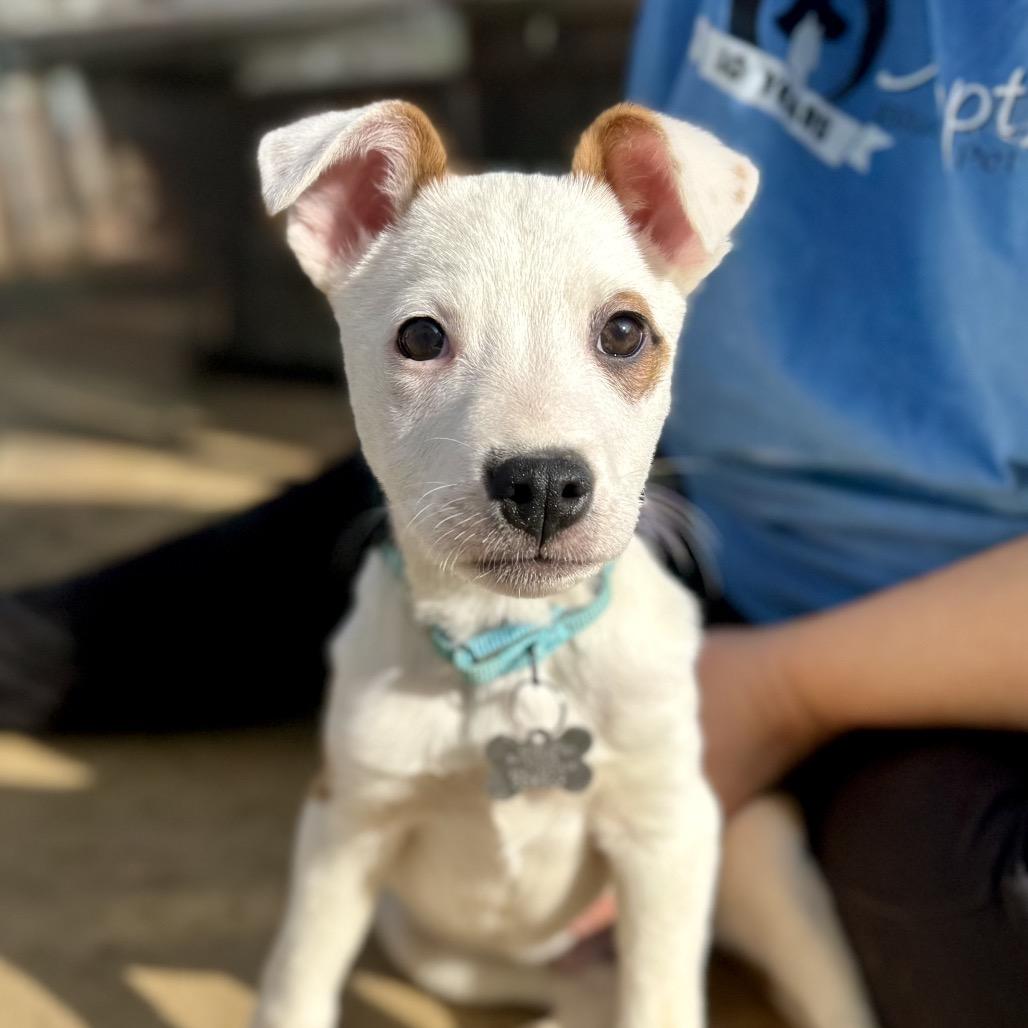 Enlarge DONNER, a ADOPTABLE mixed breed in La Grange, KY image 5/6