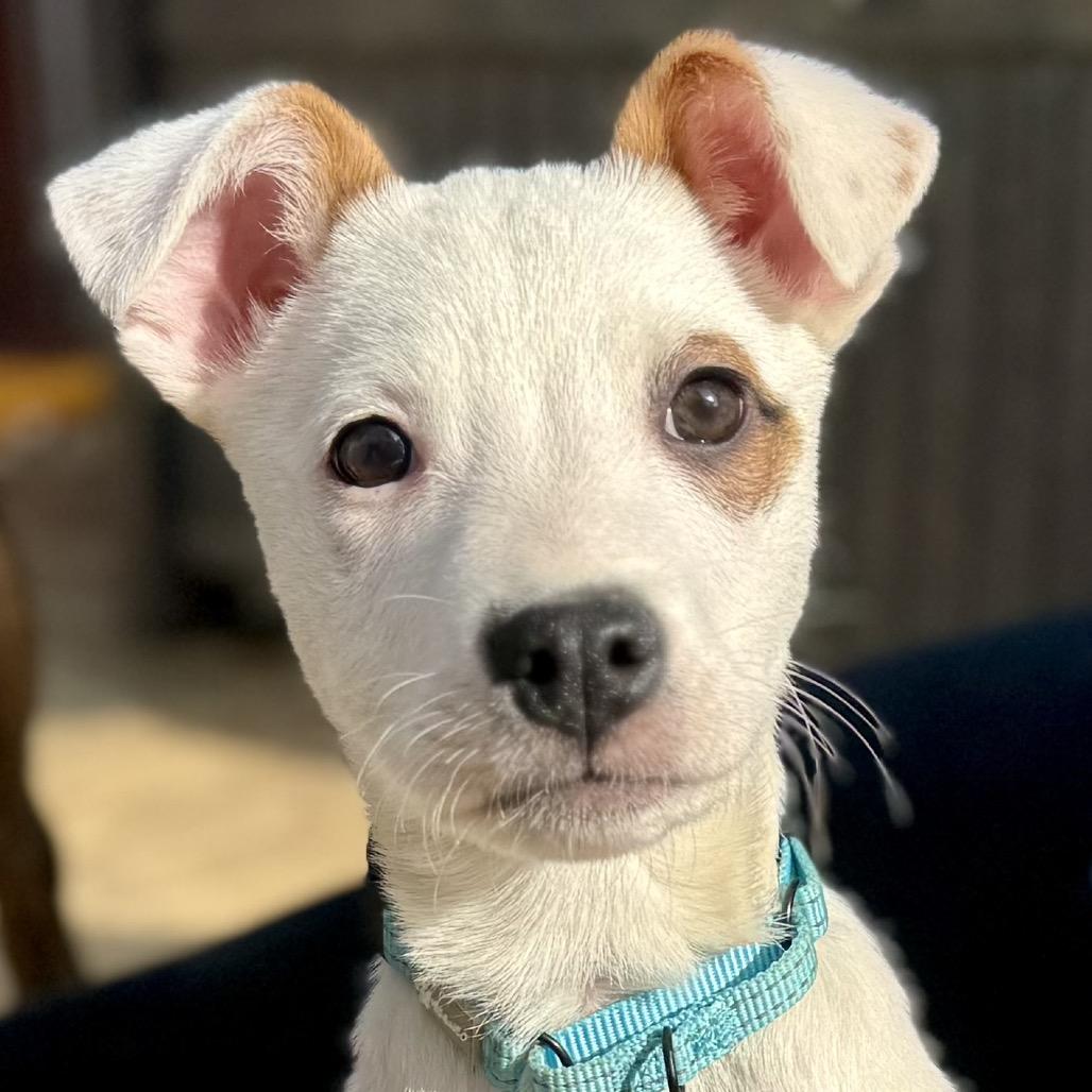 Enlarge DONNER, a ADOPTABLE mixed breed in La Grange, KY image 1/6