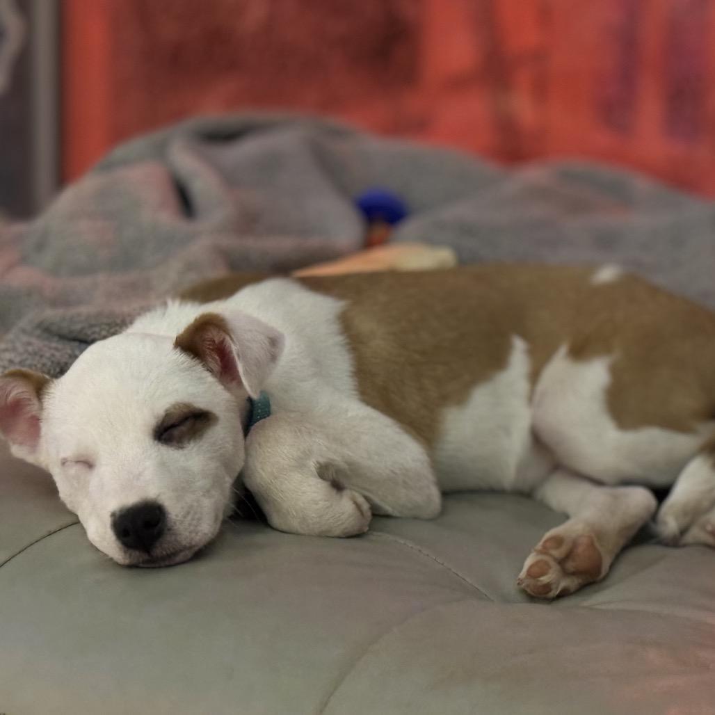 Enlarge DONNER, a ADOPTABLE mixed breed in La Grange, KY image 4/6