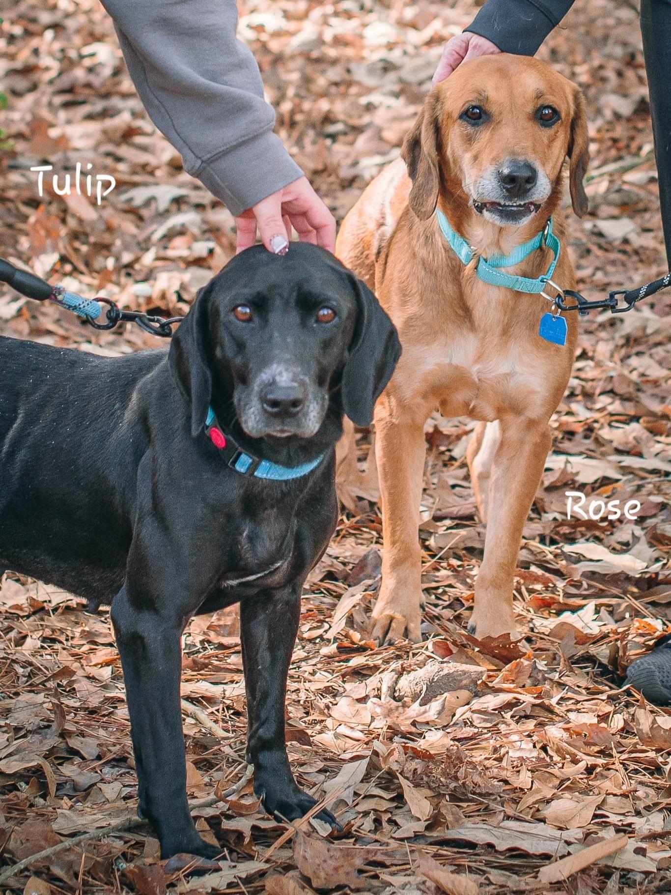 Rose & Tulip (Bonded Seniors), Adoptable, Senior Female Hound.