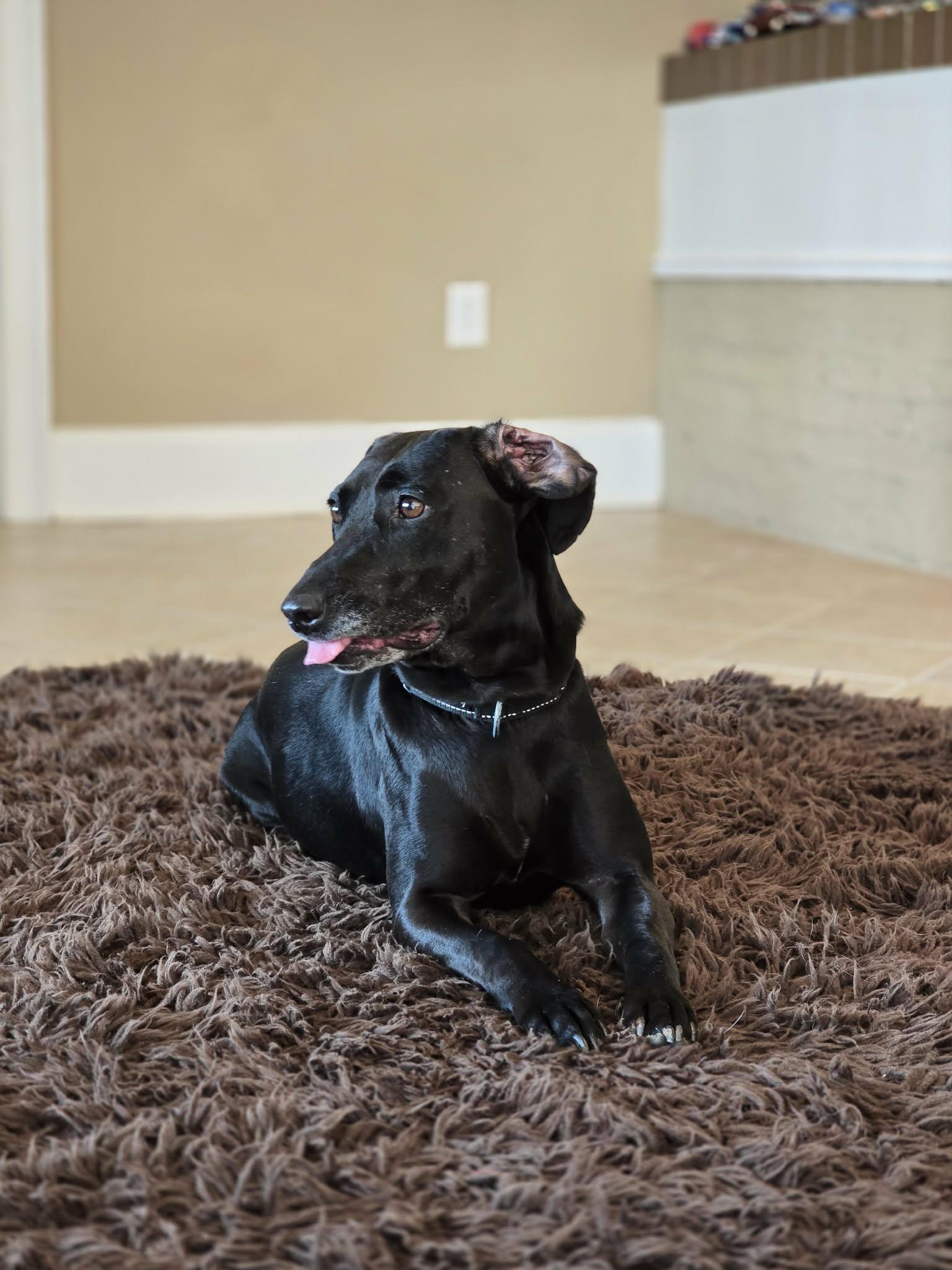 Enlarge Rose & Tulip (Bonded Seniors), a Adoptable mixed breed in Bishop, GA image 2/6