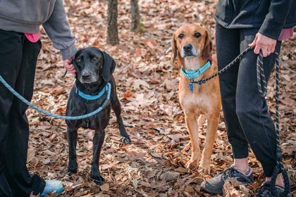 Enlarge Rose & Tulip (Bonded Seniors), a Adoptable mixed breed in Bishop, GA image 1/5