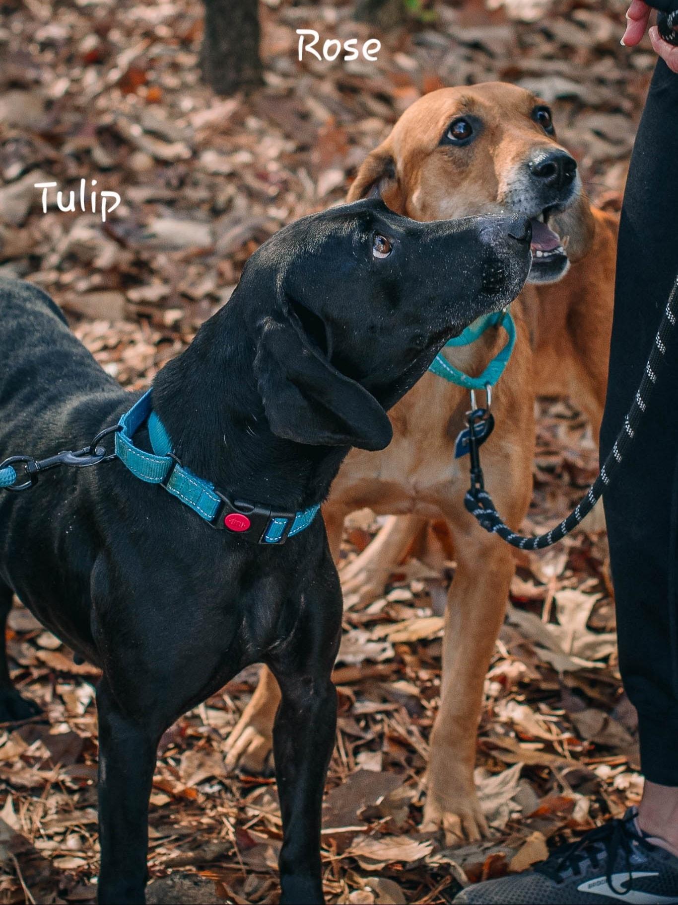 Enlarge Rose & Tulip (Bonded Seniors), a Adoptable mixed breed in Bishop, GA image 4/5