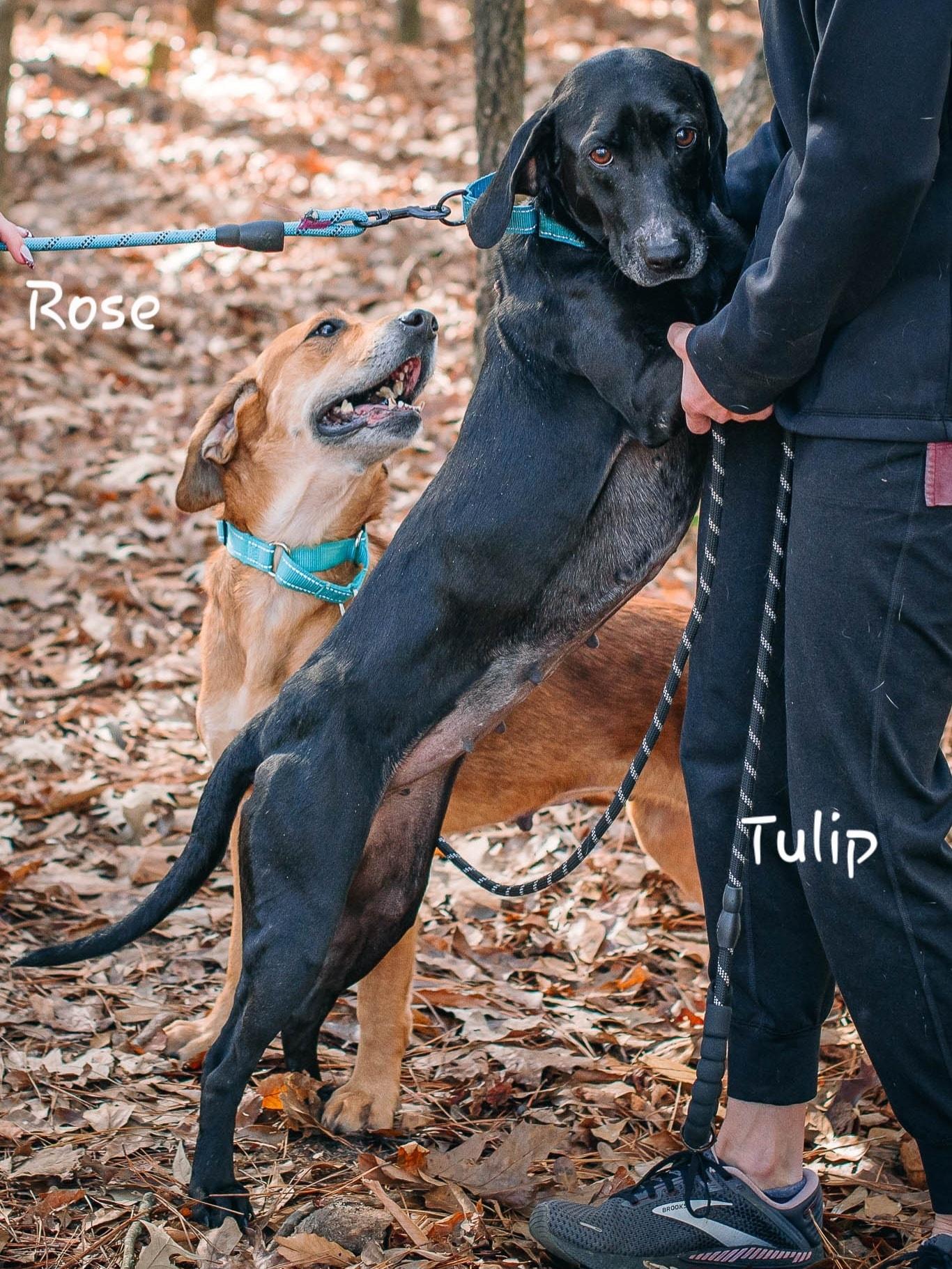 Enlarge Rose & Tulip (Bonded Seniors), a Adoptable mixed breed in Bishop, GA image 5/5