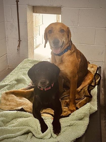 Enlarge Rose & Tulip (Bonded Seniors), a Adoptable mixed breed in Bishop, GA image 2/5